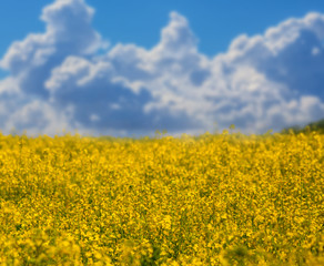 golden rape field scene