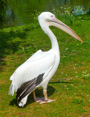 A pelican relaxes at the park under the sun