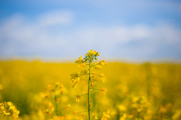 Obraz premium closeup yellow rape flowers on a blue sky background