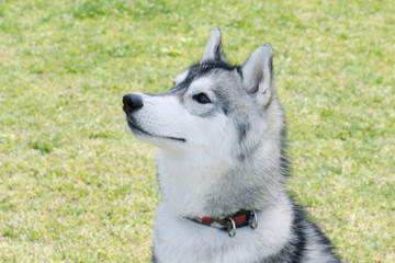 シベリアンハスキー
