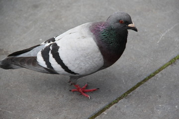 Pigeon