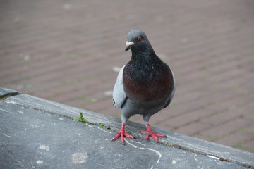 Pigeon