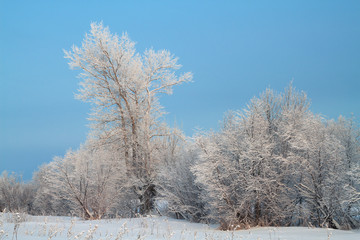 Trees covered with rime in a frosty winter day