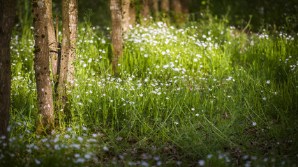 many white flowers in the forest