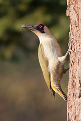Grünspecht (Picus viridis)