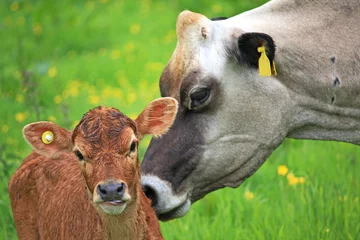 Papier Peint photo Lavable Vache Cow and Calf