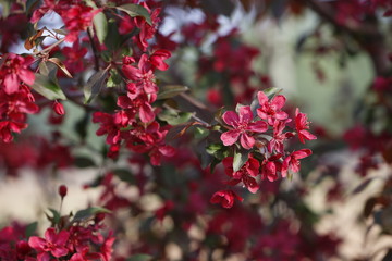 Chinese flowering crab-apple blooming