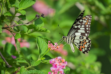 Beautiful butterfly perched on a flower. Insect Animals.