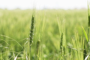 single ear of wheat close-up of blooming green fields of wheat. 