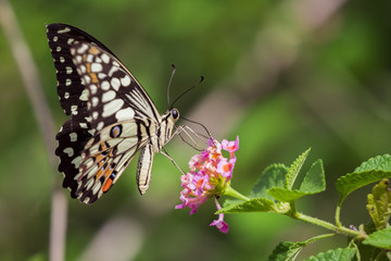 Fototapeta na wymiar Beautiful butterfly perched on a flower. Insect Animals.