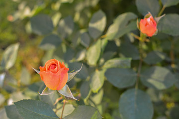 Young not torn bud of a scarlet rose in the sunlight