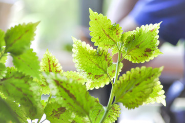 Painted nettle or  Flame nettle
