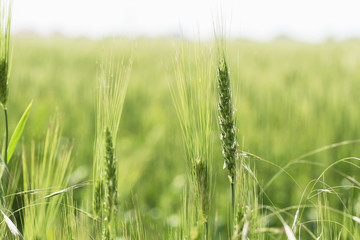 single ear of wheat close-up of blooming green fields of wheat. 