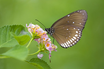 Beautiful butterfly perched on a flower. Insect Animals.