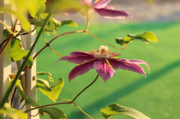 Pink clematis in the summer garden. Summer flowers. Clematis