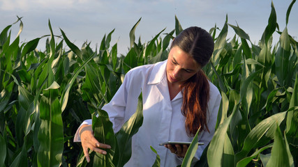 A plant specialist, examines the corn fields, in a white robe, the girl (woman) smiles, the...