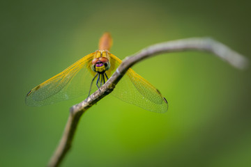 Image of dragonfly perched on a tree branch on nature background. Insect Animals.