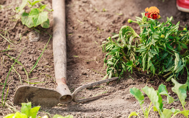 Orange aster flowers in the garden