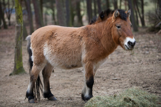 Wildpferd