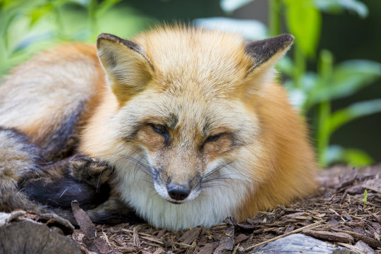 1 385 Best Renard Roux Images Stock Photos Vectors Adobe Stock