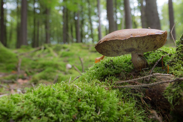 Steinpilz