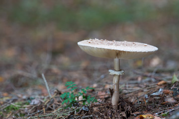 Parasol