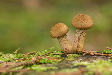 Pilze