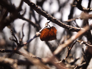last Leaf