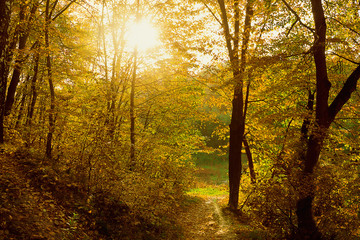 autumn forest with sun rays breaks through the foliage