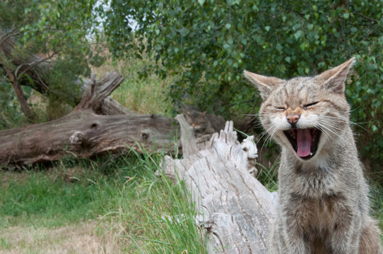 Bored Scottish Wild Cat sitting fallen tree yawning into camera