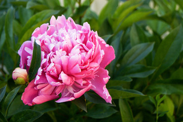 Pink pionia against the background of a green bush