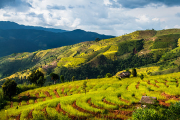 Obraz premium Golden Rice Field, a beautiful natural beauty on mountain in Nan, Nan Province, Thailand.