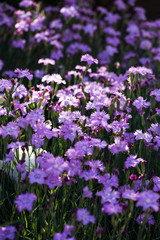 Naklejka premium Goździki w niebieskim polu