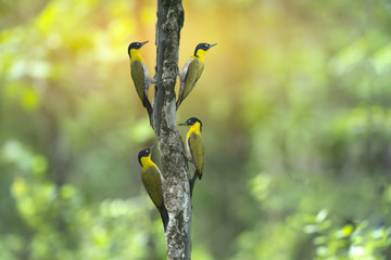 Black-headed woodpecker perching on a tree (Picus erythropygius)