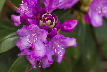 Obraz premium Pink rhododendron