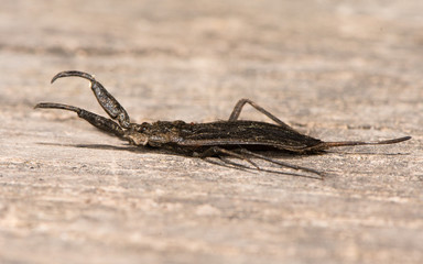 Water scorpion (Nepa cinerea) in profile. Predatory aquatic bug in the family Nepidae, with caudal process that acts as breathing tube