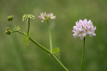 Crown vetch (Securigera varia) plant in flower. Pale lilac flowers on clambering plant in the pea family (Fabaceae), naturalised in the UK