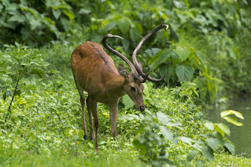 Rucervus eldii (wild deer in nature)