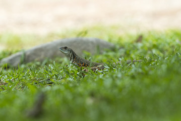 Common butterfly lizard , Leiolepis belliana
