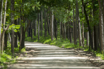 Fototapeta premium Dirt road in the jungle