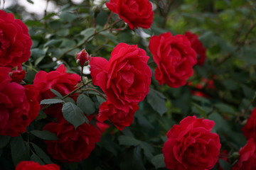 Roses in Spring