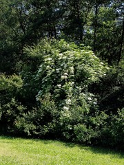 elder bush with white flowers