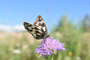 Obraz na płótnie Canvas Schmetterling auf lila Blume