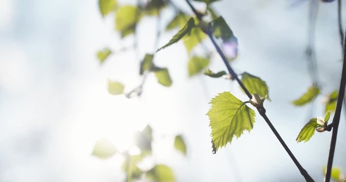 still shot of first birch leaves in spring day, 4k 60fps prores footage