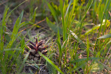 Pine cone in a pine forest on the grass