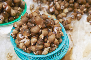 Shellfishes