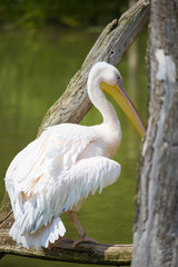 Pélican au bord de l'eau