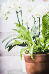 Indoor plant pots with leaves fern and orchid flowers, close up, front view