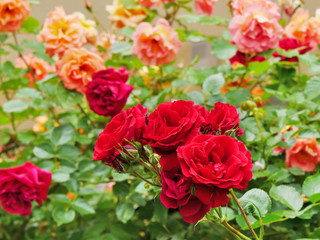 Roses blooming in the garden