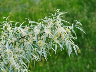 Papier Peint photo autocollant Olivier Russian olive tree branch with flowers (Elaeagnus angustifoilia)